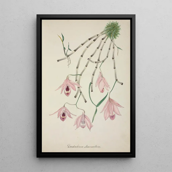 My Garden in Ceylon Pl101 - George De Alwis — framed artwork on a wall