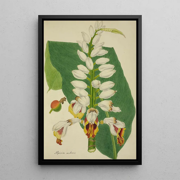 My Garden in Ceylon Pl102 - George De Alwis — framed artwork on a wall