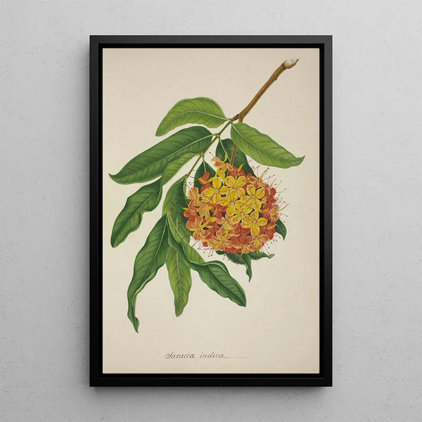 My Garden in Ceylon Pl103 - George De Alwis — framed artwork on a wall