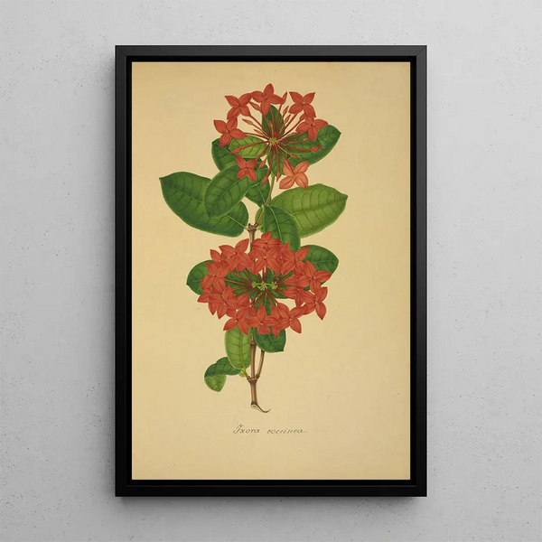 Mon Jardin à Ceylan Pl104 - George De Alwis — framed artwork on a wall