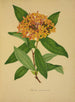 Mon Jardin à Ceylan Pl105 - George De Alwis — artwork view