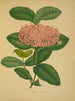 Mon Jardin à Ceylan Pl106 - George De Alwis — artwork view
