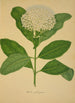 My Garden in Ceylon Pl107 - George De Alwis — artwork view