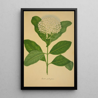 George De Alwis - Mon Jardin a Ceylan Pl107.webp