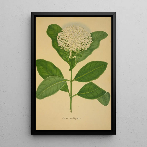 My Garden in Ceylon Pl107 - George De Alwis — framed artwork on a wall