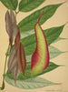 Mon Jardin à Ceylan Pl109 - George De Alwis — artwork view
