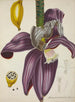 Mon Jardin à Ceylan Pl111 - George De Alwis — artwork view