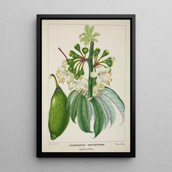 My Garden in Ceylon Pl112 - George De Alwis — framed artwork on a wall