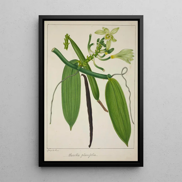 Mon Jardin à Ceylan Pl114 - George De Alwis — framed artwork on a wall