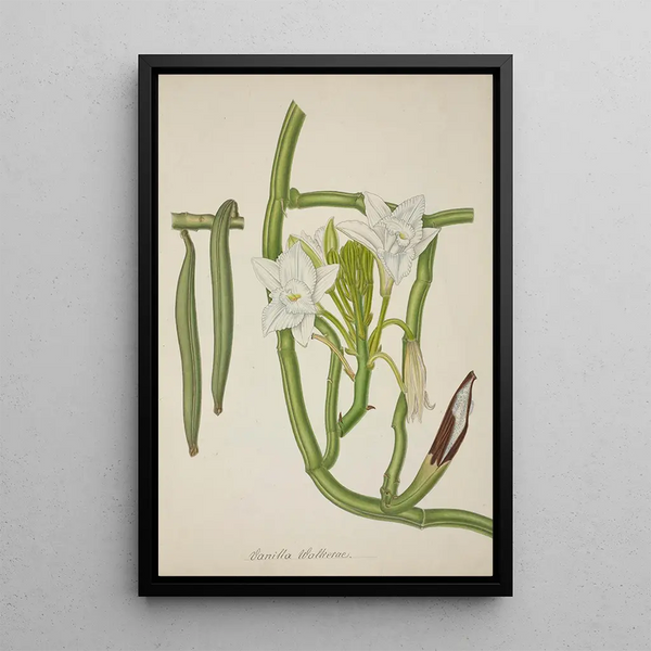 Mon Jardin à Ceylan Pl115 - George De Alwis — framed artwork on a wall