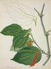Mon Jardin à Ceylan Pl116 - George De Alwis — artwork view
