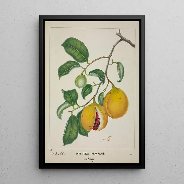 My Garden in Ceylon Pl117 - George De Alwis — framed artwork on a wall