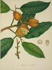Mon Jardin à Ceylan Pl118 - George De Alwis — artwork view