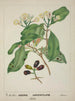 Mon Jardin à Ceylan Pl119 - George De Alwis — artwork view
