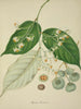 Mon Jardin à Ceylan Pl120 - George De Alwis — artwork view