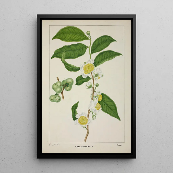 Mon Jardin à Ceylan Pl121 - George De Alwis — framed artwork on a wall