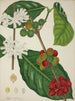 My Garden in Ceylon Pl123 - George De Alwis — artwork view