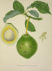 Mon Jardin à Ceylan Pl124 - George De Alwis — artwork view