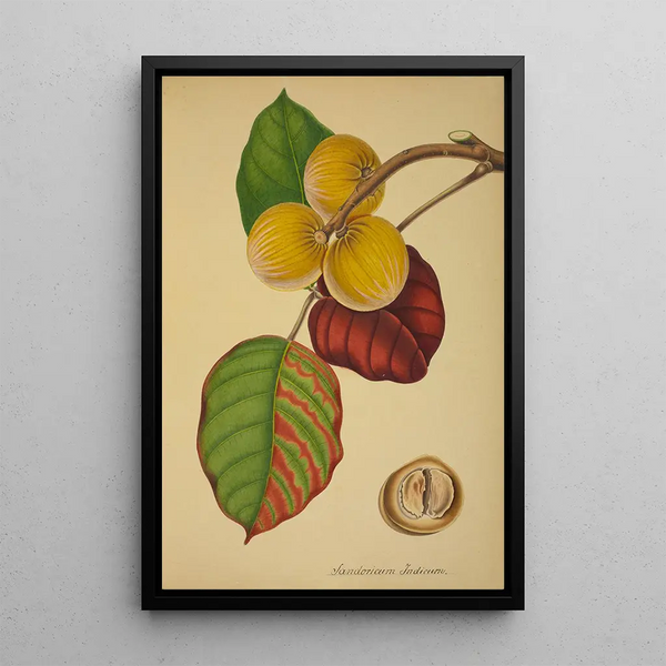 Mon Jardin à Ceylan Pl125 - George De Alwis — framed artwork on a wall