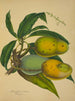 Mon Jardin à Ceylan Pl126 - George De Alwis — artwork view