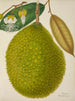Mon Jardin à Ceylan Pl127 - George De Alwis — artwork view