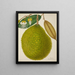 Mon Jardin à Ceylan Pl127 - George De Alwis — framed artwork on a wall