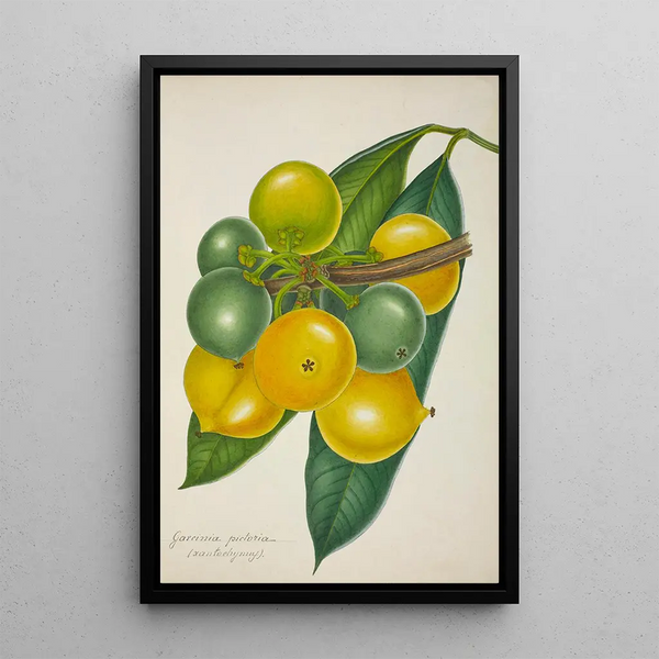 Mon Jardin à Ceylan Pl128 - George De Alwis — framed artwork on a wall