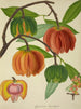 My Garden in Ceylon Pl129 - George De Alwis — artwork view