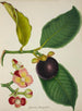 Mon Jardin à Ceylan Pl130 - George De Alwis — artwork view