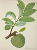 Mon Jardin à Ceylan Pl131 - George De Alwis — artwork view