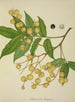 Mon Jardin à Ceylan Pl136 - George De Alwis — artwork view