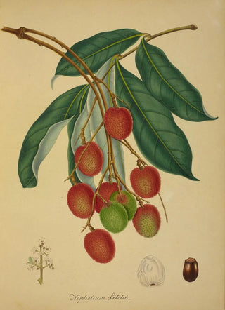 George De Alwis - Mon Jardin a Ceylan Pl137.webp