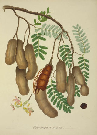 George De Alwis - Mon Jardin a Ceylan Pl138.webp