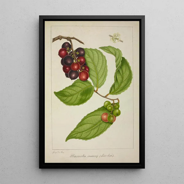 Mon Jardin à Ceylan Pl141 - George De Alwis — framed artwork on a wall