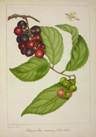 George De Alwis - Mon Jardin a Ceylan Pl141.webp