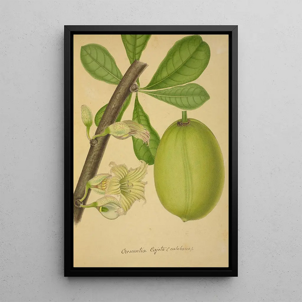 My Garden in Ceylon Pl142 - George De Alwis — framed artwork on a wall