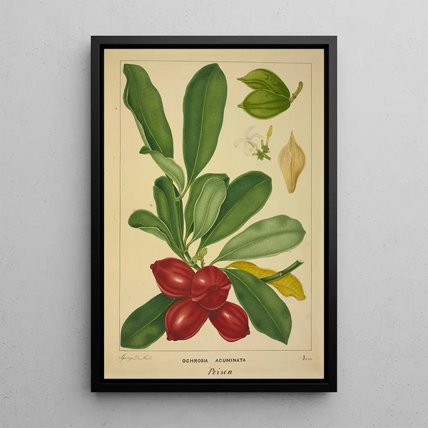 Mon Jardin à Ceylan Pl143 - George De Alwis — framed artwork on a wall
