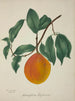 Mon Jardin à Ceylan Pl144 - George De Alwis — artwork view