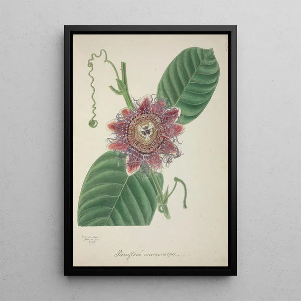 Mon Jardin à Ceylan Pl145 - George De Alwis — framed artwork on a wall