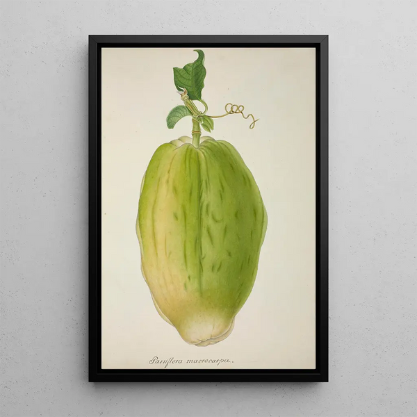 My Garden in Ceylon Pl146 - George De Alwis — framed artwork on a wall