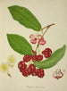 Mon Jardin à Ceylan Pl148 - George De Alwis — artwork view