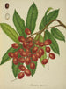 Mon Jardin à Ceylan Pl149 - George De Alwis — artwork view