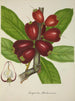 My Garden in Ceylon Pl151 - George De Alwis — artwork view