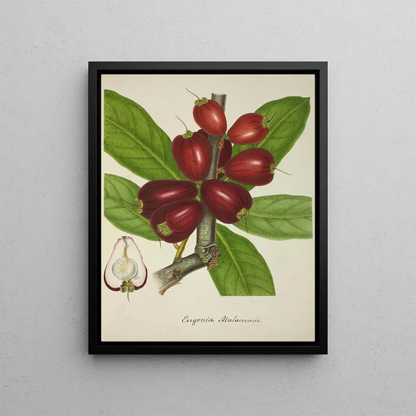 My Garden in Ceylon Pl151 - George De Alwis — framed artwork on a wall