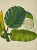 My Garden in Ceylon Pl153 - George De Alwis — artwork view