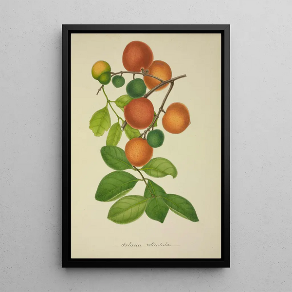 Mon Jardin à Ceylan Pl155 - George De Alwis — framed artwork on a wall