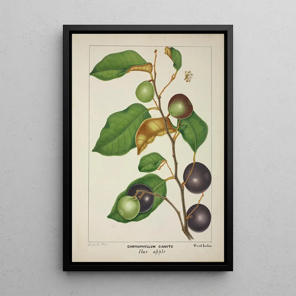 Mon Jardin à Ceylan Pl157 - George De Alwis — framed artwork on a wall