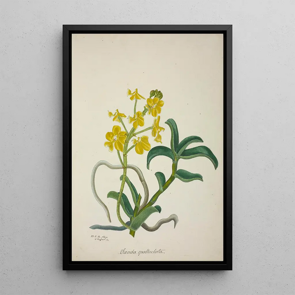 Mon Jardin à Ceylan Pl159 - George De Alwis — framed artwork on a wall