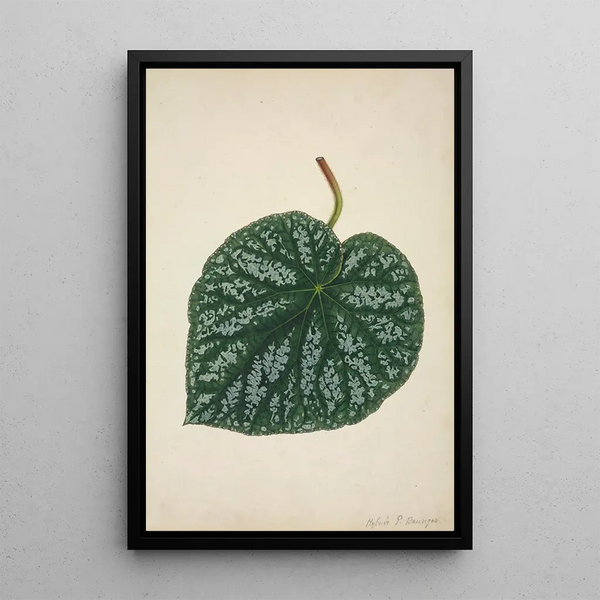 My Garden in Ceylon Pl161 - George De Alwis — framed artwork on a wall