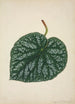 My Garden in Ceylon Pl161 - George De Alwis — artwork view